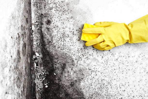 Best Comprehensive Air Testing for Mold Contaminants  in Rogersville, TN
