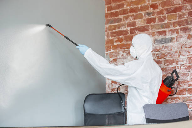 Best Crawl Space Mold Remediation  in Rogersville, TN