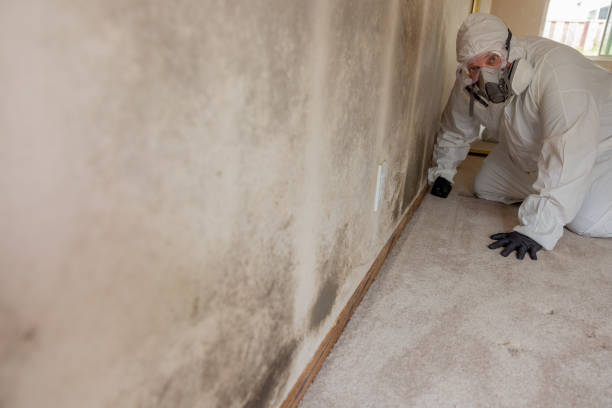 Best Commercial Mold Inspection  in Rogersville, TN